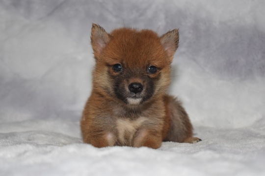 豆柴の子犬販売専門ブリーダー│エンジェルズ ウィング - 豆柴の