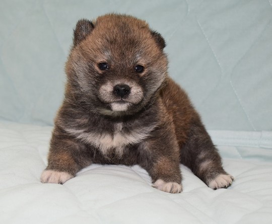 k18 レア ヴィンテージ 子犬 豆柴 子犬番号 239 - 豆柴の子犬販売専門ブリーダー