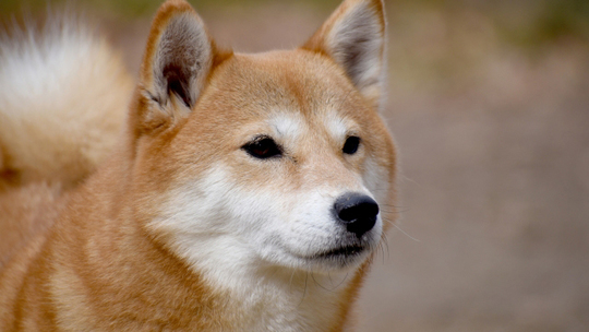 豆柴の子犬販売専門ブリーダー│エンジェルズ ウィング