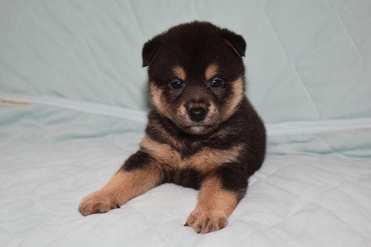 mako【中古】犬用車椅子/豆柴 楽天市場】車椅子 柴犬の通販