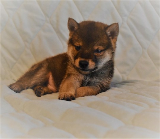 豆柴LOVERさま　専用 kcm-onlineshop_074-4589588303964